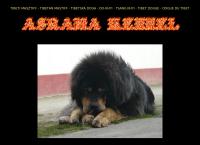 Asrama Kennel