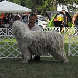 Komisz Komondor Kennel