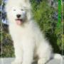 Axel Love Hearths of White Siberian