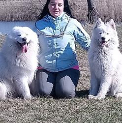 White Siberian Samoyed Kennel