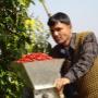 Nepal Mount Everest Coffee