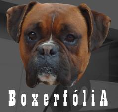 BOXERFÓLIA - autóüveg fólia és épület fólia, optikai tuning és karosszériavédő fólia
