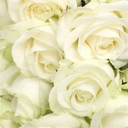 White Rose Szépségszalon Békéscsaba