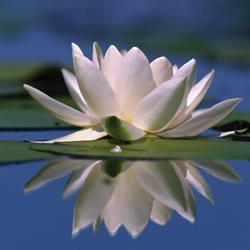 Lotus VIP Travel Kft.