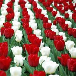 Tulipán Vendégház - Tulip Guesthouse