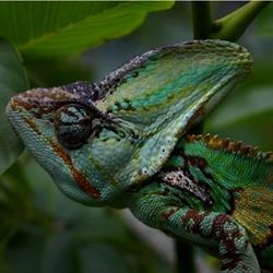 ChameleonFarm.hu
