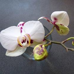 Orchidea Szépségszalon Dorog