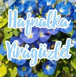 Hajnalka Virágüzlet