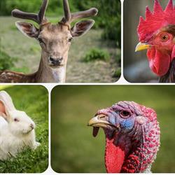 Dám Vadfarm és Büfé