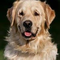 Apacsdog