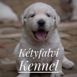 Kéty-falvi kennel