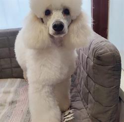 Groom Dog kutyakozmetika és fizioterápia