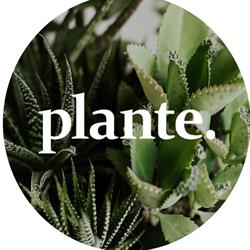 plante. növénybolt