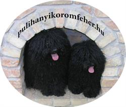 Hanyi-Koromfehér Puli Ezüstkoszorús Mestertenyészet