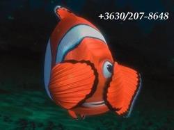 NEMO Akvarisztika