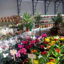 Plant-Orient Kertészeti Áruház Csákvár