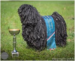 Pörgelóci Puli Kennel-Négyszeres Aranykoszorús Mestertenyészet
