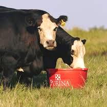 Rusai-Team Kft.-Purina Takarmány és mezőgazdasági eszközök kereskedelme