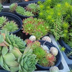 Velence Garden