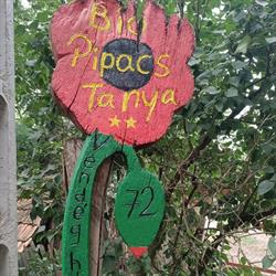 Pipacs Tanya