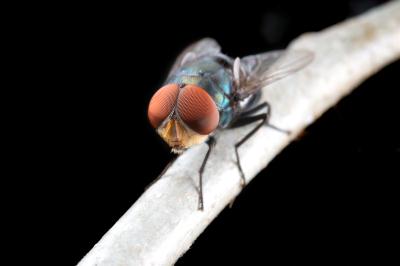 bio-rovarirtó