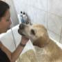 Borisz labrador fürdés
