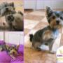Zazi - a yorki baby első kozmetikája