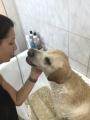 Labrador, Németjuhász, Óriás schnauzer generál