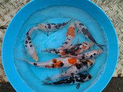 Magyar Koi Ponty Tenyésztő Baja