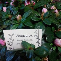 Virágsarok - Vass Antalné
