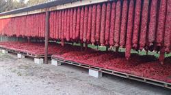 Mocsán Paprika