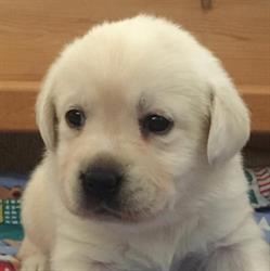 Sziriusz Labrador retriever kennel