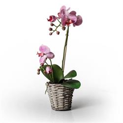Orchidea Virág- és Ajándéküzlet