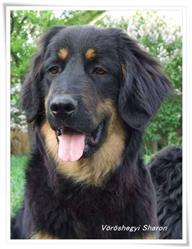 Vöröshegyi Hovawart Kennel