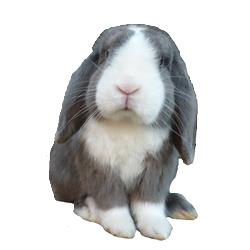 Mini Bunny Törpenyúl Tenyészet