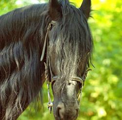 Black Horse Lovas Egyesület