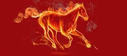 Tűzparipa Tűz és Munkavédelmi Szolgáltató Kft
