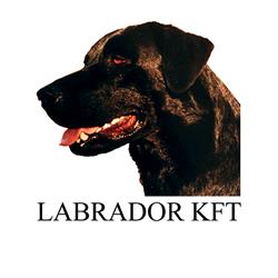 Labrador Kft.