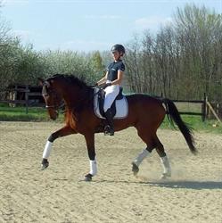 Örkényi Furioso Sportlovarda