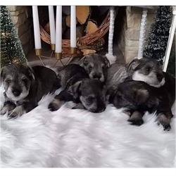 SmartDevils Kennel
