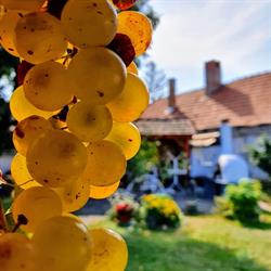 Lindengarden Tállya