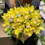 Orchidea Box💛