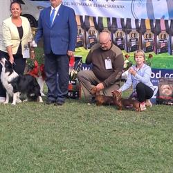 Hungarian Gold Kennel