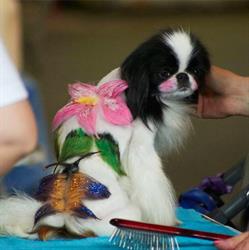 LajtaStar Dog SPA Kutyakozmetika