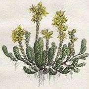 AG Sedum