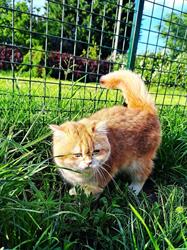 Cat-O-Lodge