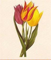 Vajai Tulipán Bölcsőde