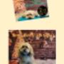 Havankák (bichon havanaise) is gyakran szépülnek nálunk