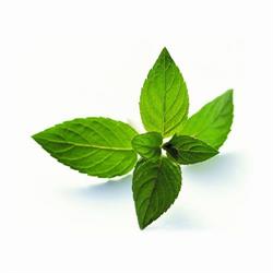 Mentha Privát Apartman