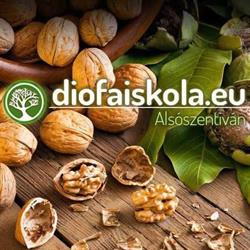 Alsószentiváni diófaiskola